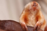  Phát hiện chuột chũi mù hiếm gặp ở Australia